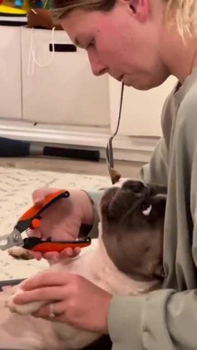 How to trim a dog's nails