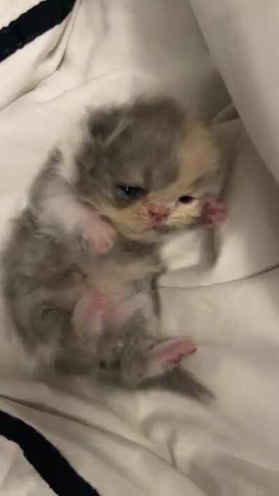 Was told to hand over this sleepy smush faced criminal here 🥺