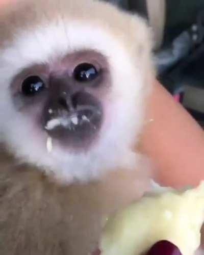 no joke just monkey eating