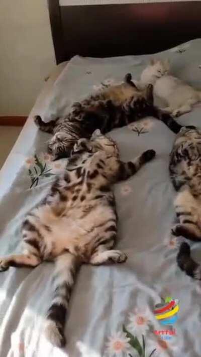 All your bed are belong to us ..