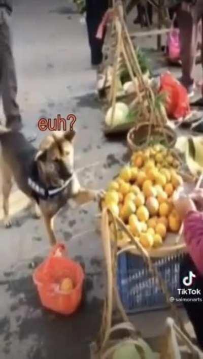 You Cant Arrest A Dog