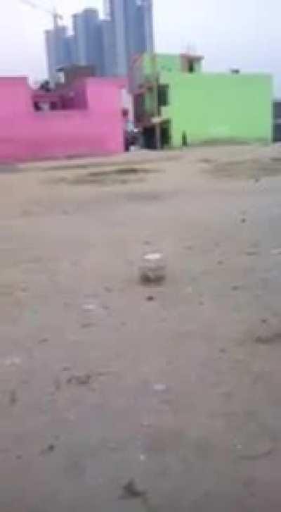 Wat da dog doin? (Sorry if it's a repost)