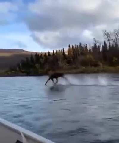 where are the laws of physics ??:)