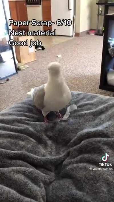 Good Birb (posted in r/aww but it got taken down)