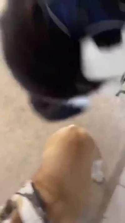 Just chaos incarnate.