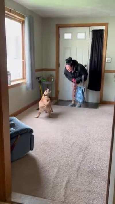 The “chaos” of love I receive when I get home from work.