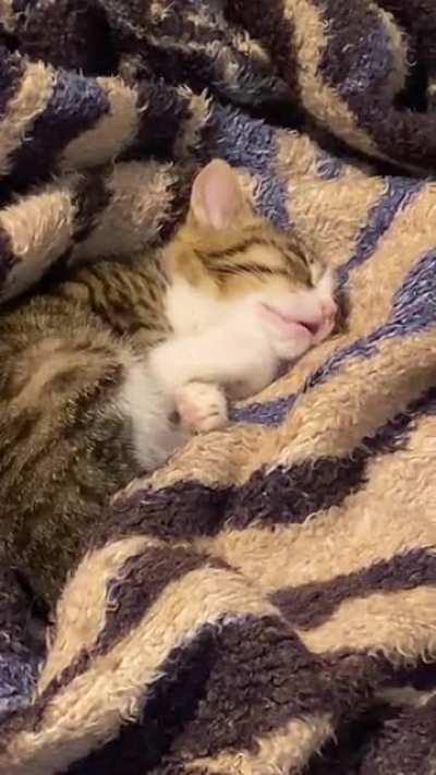 Found this little guy in the streets near my house being cold and alone. Fed him, cleaned him up and now he is having the nap of his life lol! 😴😽