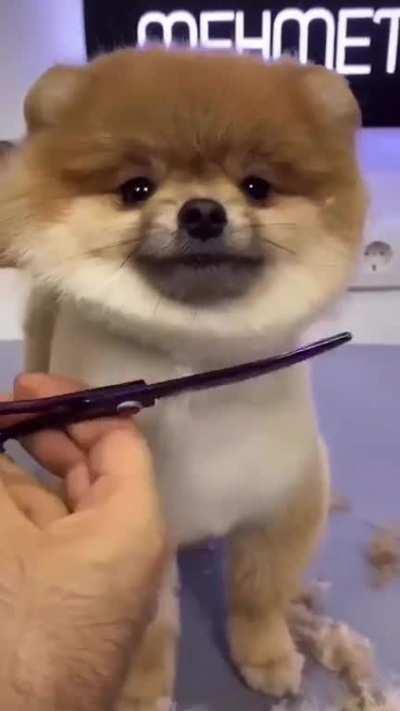 Friendly Puppy gets a Fresh Haircut