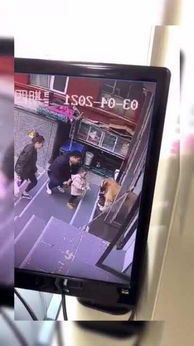 The owner is afraid of the cat hurting the child,Let the dog drag the cat into the house,They seem to be very reluctant