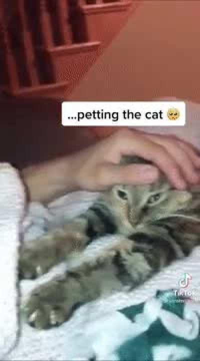 He fell asleep... petting the cat