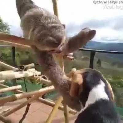 a beautiful sloth caressing a puppy