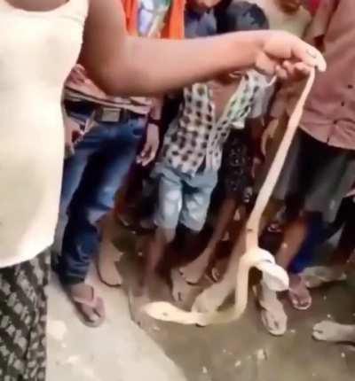 Man dies after chucking a venomous cobra onto his back
