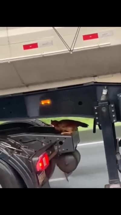 Blursed_ Tom Chicken Cruise 🐓