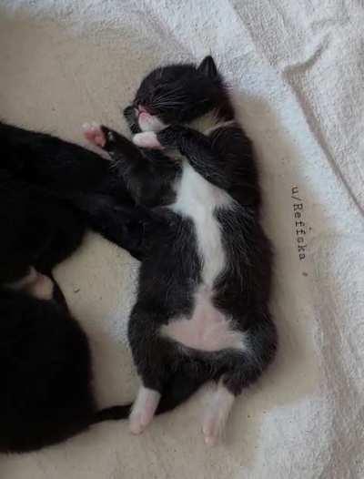 Fluff dreams of his future victims 🥊