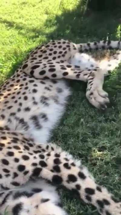 Cat will be cat not matter the size