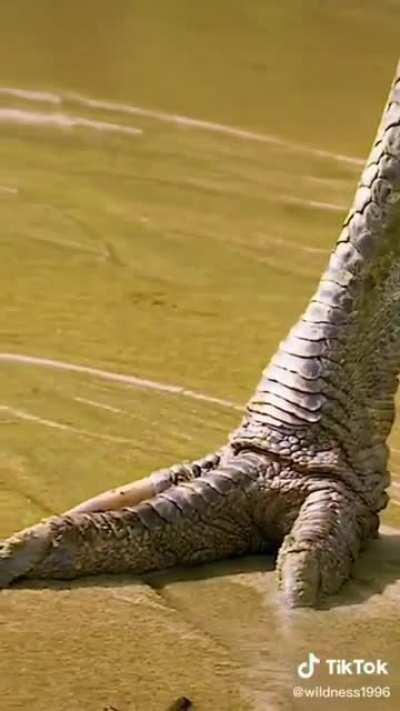 Cassowaries are amazing and living reminder that birds are dinosaurs.