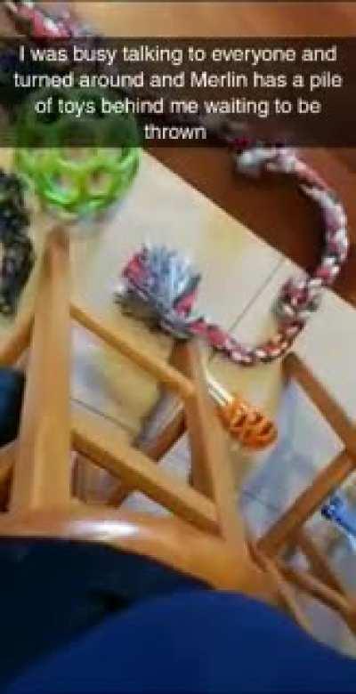 Merlin is a game night buddy who is obsessed with me playing fetch with him.