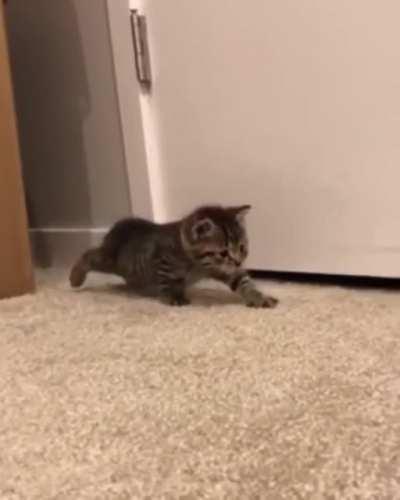 Getting ready to pounce