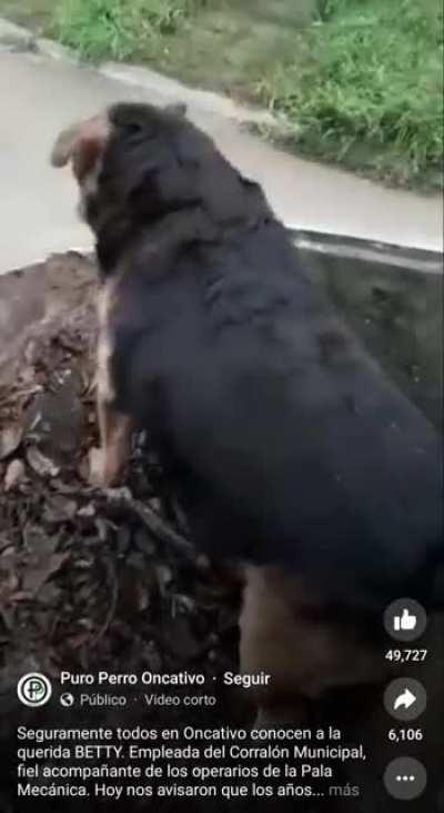 vago yo? - como saber si un perro es empleado municipal?