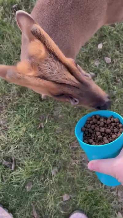 Muntjac deer have on their face two sets of scent glands; the preoribital which sit just in front of the eyes, and the frontal glands that sit on the forehead. These are used for marking territory and communication