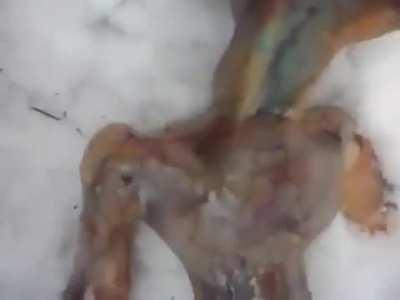 This video from a Russian crash looks eerily similar to what Peruvian alien that the Mexican Gov’t showed and now they say these mummies are non-human