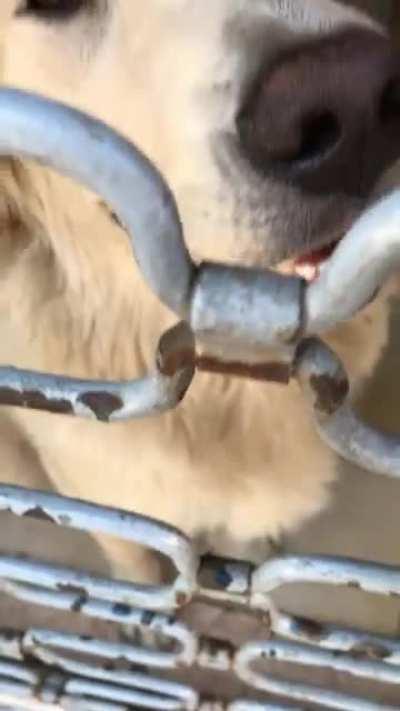 Bu sevimli köpke’nin orospu sahibi 13 gündür bu depoya kilitleyip gitti her gün yemek getiriyorum seviniyor 1-2 güne gelmezse şikeyet edecem yeni hayvan yasası sayesinde inş kodese girer p*ç (bu arada adını kirli koydum a*k sahibi hiç yıkamıyor )