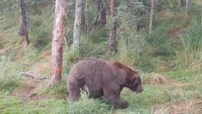 🔥 this absolute unit prepared himself quite well for hibernation, weighing an estimated 1,400lbs (635kg) 🔥