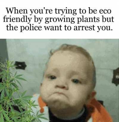 It is Marijuana