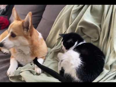 Loafy loves to snuggle Oscar but has reservations about the tail …