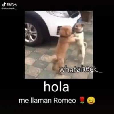 Me llaman romeo 🌹