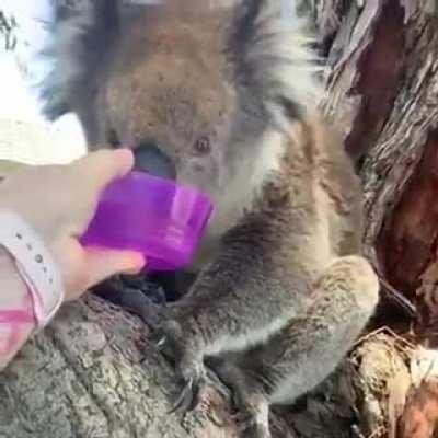 A passing motorist offers a koala some water during a record heatwave in Australia.