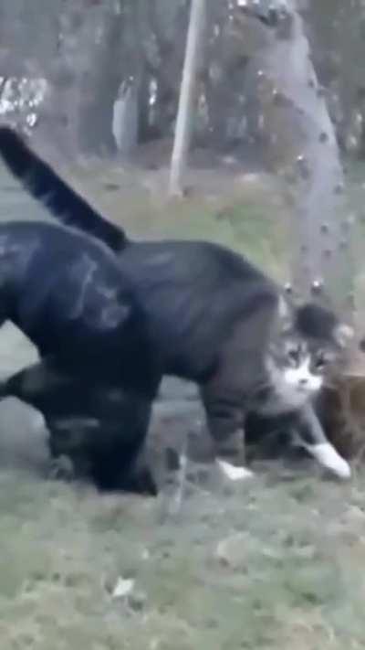 Is this cat a follower of The Fiend WWE, that was a Sister Abigail