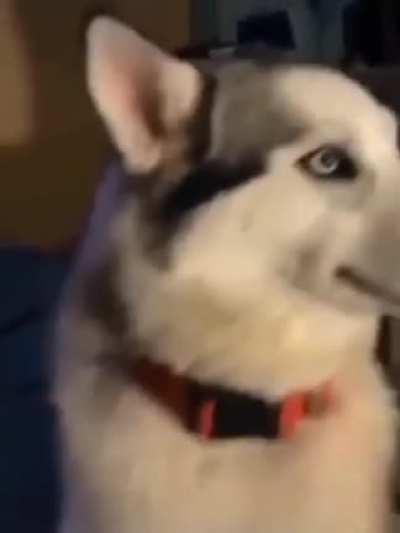 Masterfully pretends that he doesn't hear anything