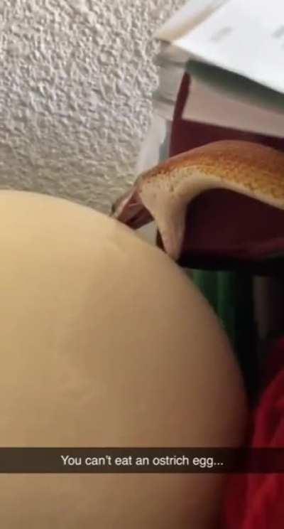 You cannot eat ostrich egg little snek
