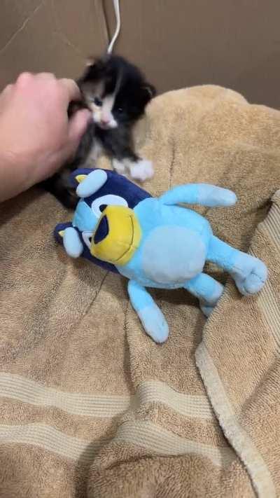 Wait for the flop. Criminal apprehended from a sewer drain.