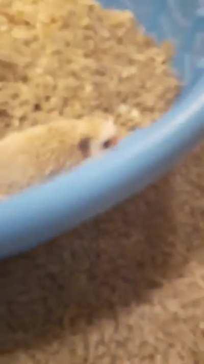 My hedgehog caramel trying to escape his playpen