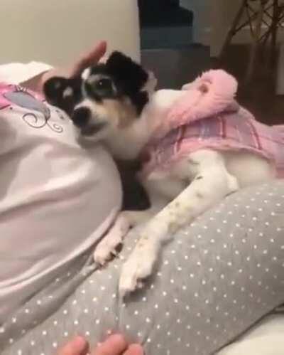 Dog wants to listen to the unborn baby's heartbeat