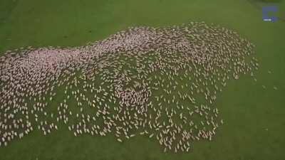 Mesmerizing footage of sheepdogs at work...