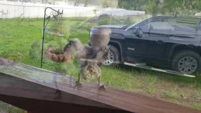 The neighbors must be traumatized