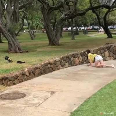 HMC while I catch these chickens