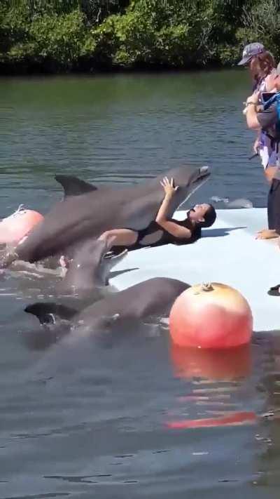 Delfinii, animale iubitoare