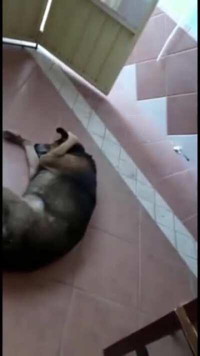 yardım edin lan hayvana sowösğqöğrwöğsöds