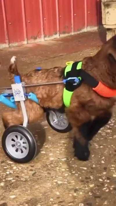 Tam Tamâs incredible journey at Edgarâs Mission