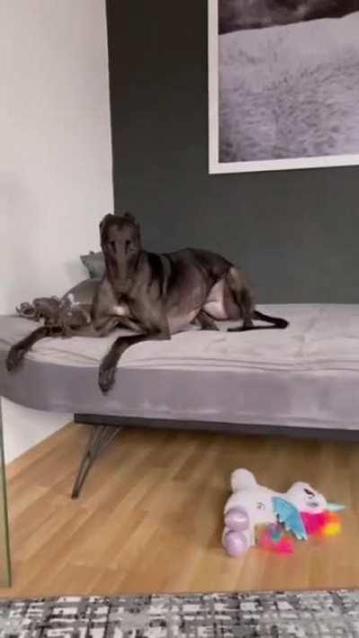 Source: Facebook - Fun Greyhound zoomies (this is not one of mine but we can always appreciate them!!)