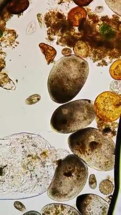 View of a drop of sea water under a microscope