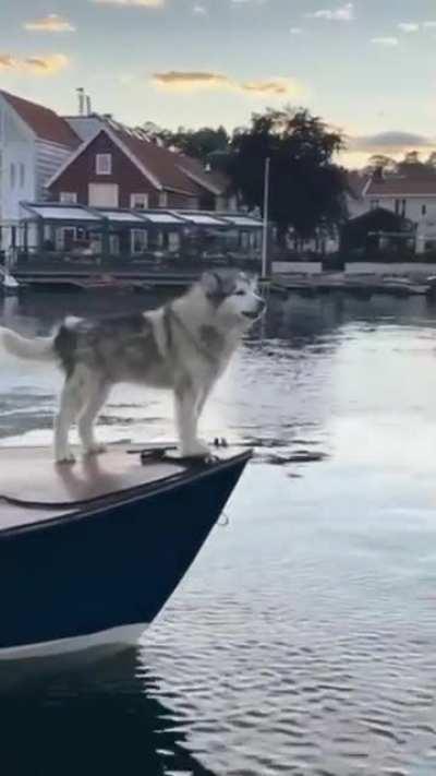 The new boat horn sounds great…😏😂🐕🚤