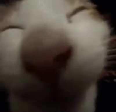 Mmmmmmmmmyaboingbounboing