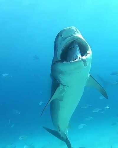 A Tiger Shark With A Tuna Stuck In Its Mouth