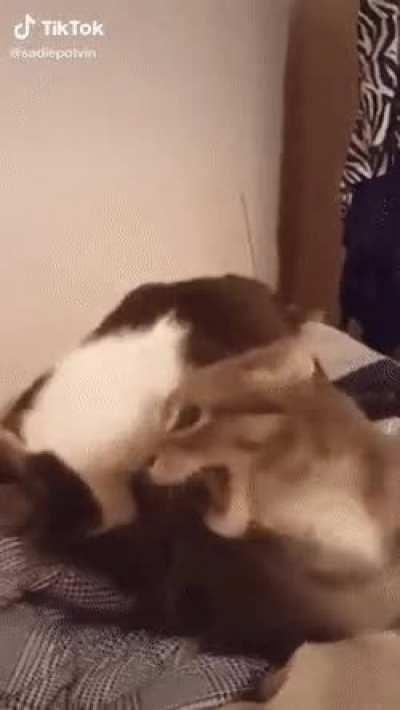 Me, being forced to watch my character get mori'd