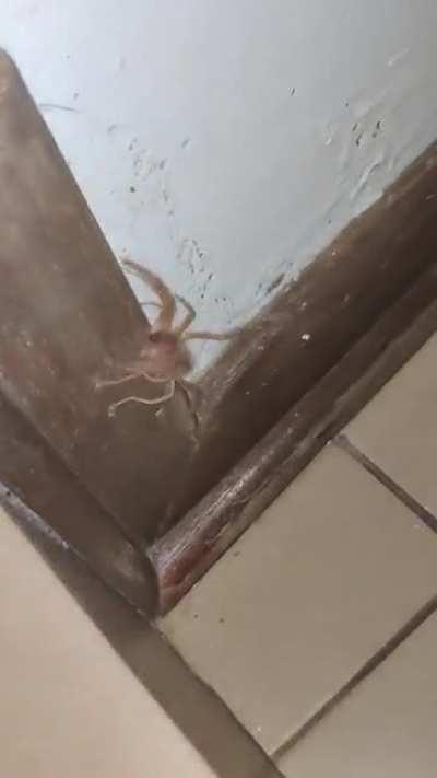 Any idea what this is? Basically the length of a human hand. South Africa